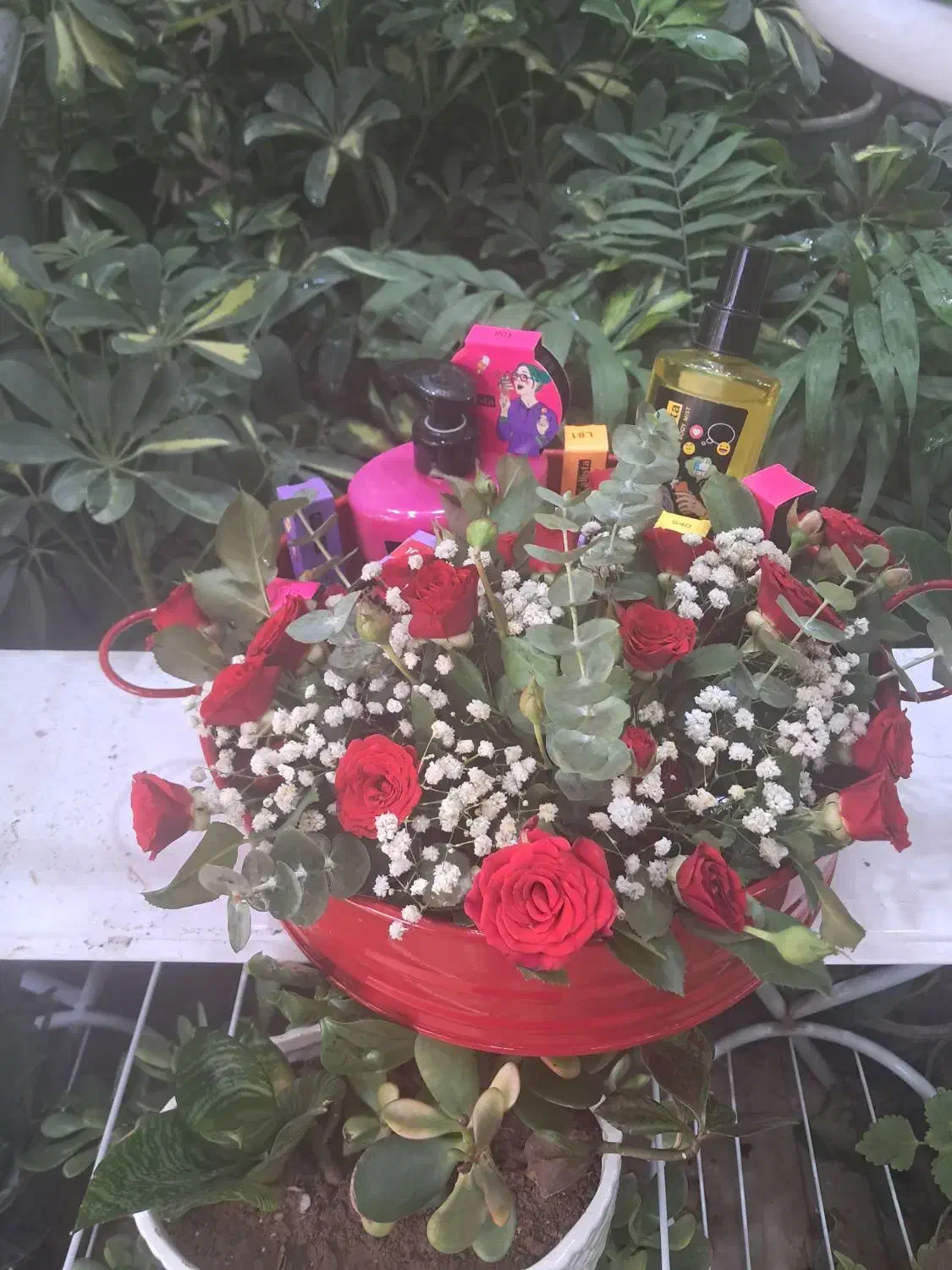 فیکوس بلک عمده و تکی|گل و گیاه طبیعی|رفسنجان, |دیوار