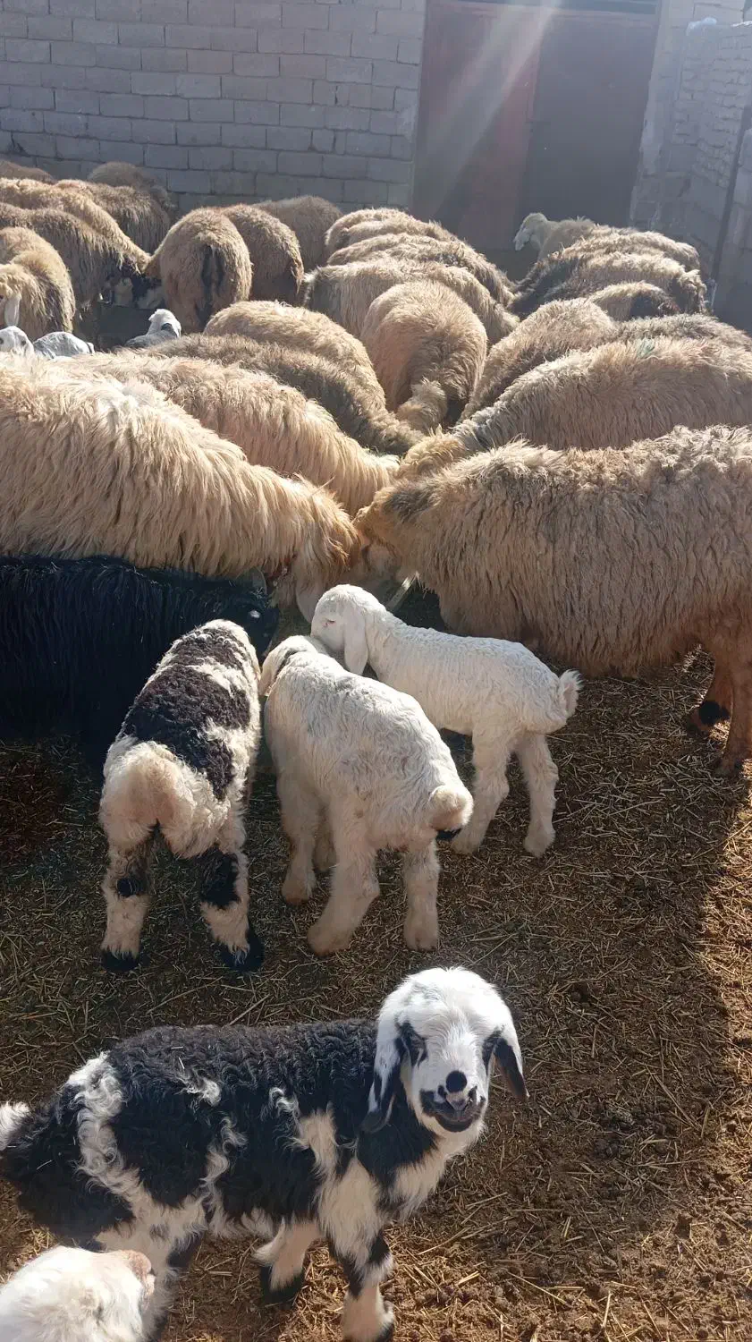 قیمت 60|حیوانات مزرعه|آباده, |دیوار