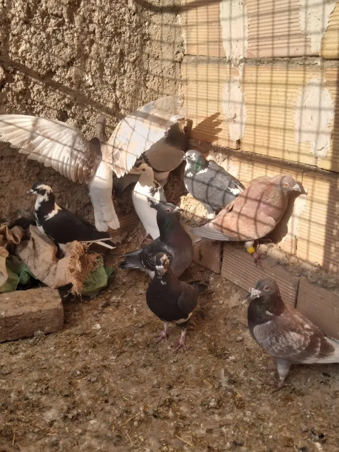 کبوتر پرشی|پرنده|میان جلگه, |دیوار