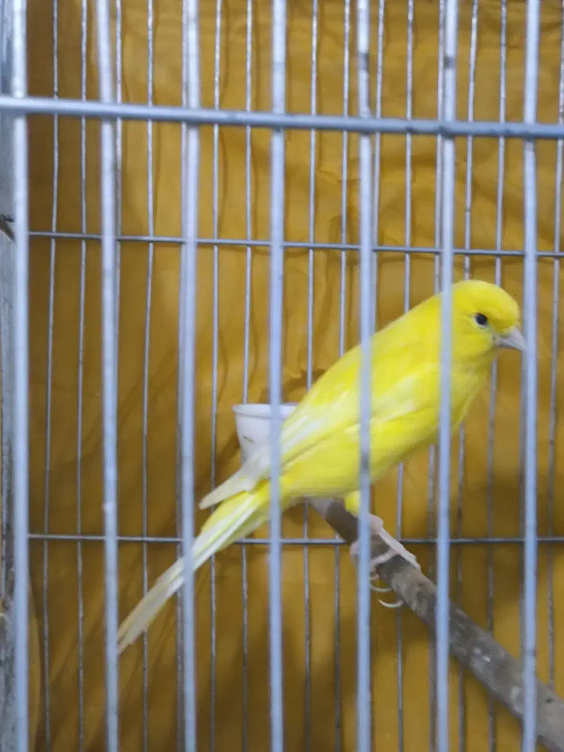 فروش دو عدد قناری ..نر و‌ماده|پرنده|بندر ماهشهر, |دیوار