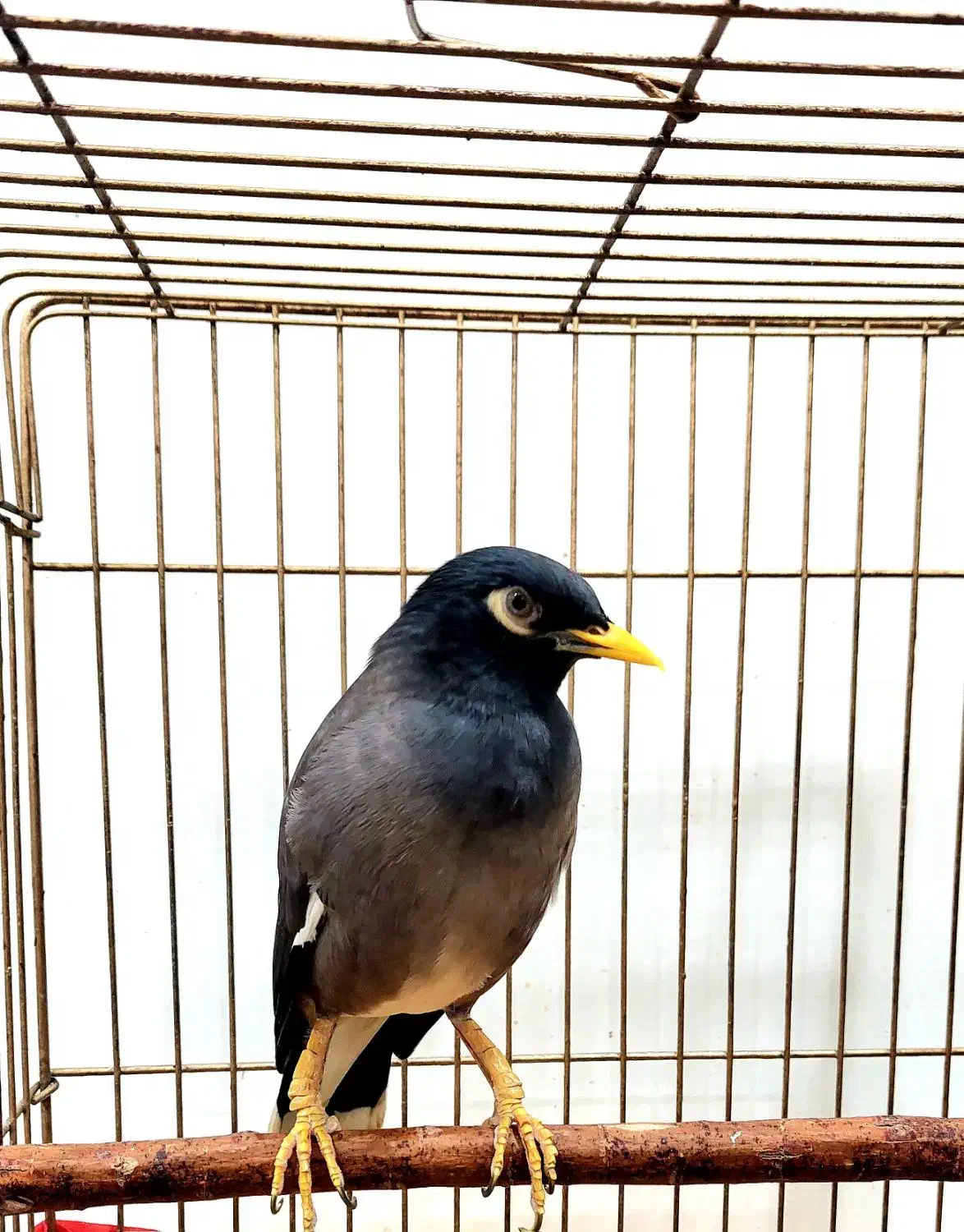 مرغ مینا نر|پرنده|اهواز, کوی باهنر|دیوار