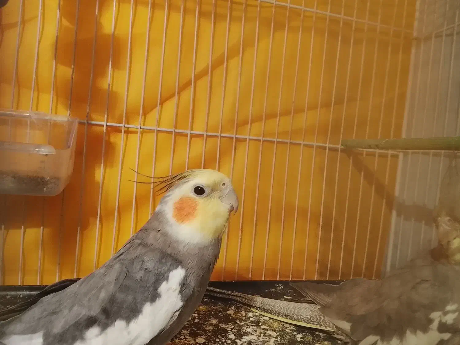 عروس هلندی|پرنده|رضویه, |دیوار