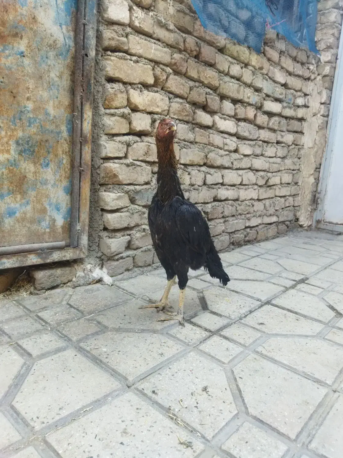 مرغ لاری|حیوانات مزرعه|قرچک, داوود آباد|دیوار