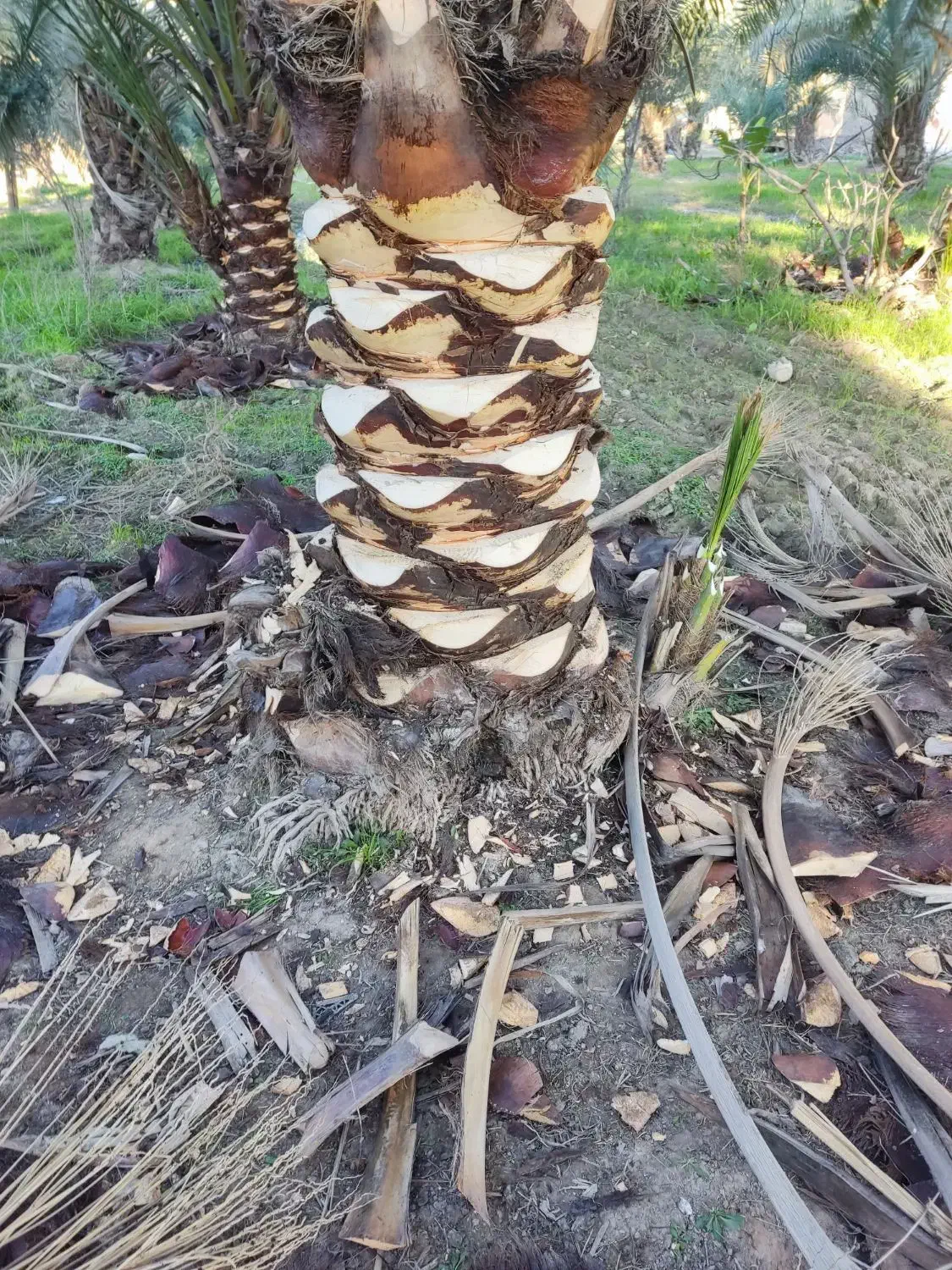 خدمات باغبانی و نخل|خدمات باغبانی و درختکاری|اهواز, بهارستان|دیوار