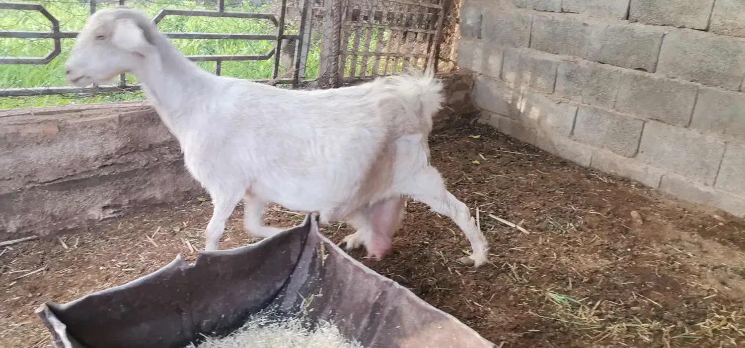 بز دو رگ پاکستانی ابستن سنگین دوقلوزا نزدیک|حیوانات مزرعه|طبس, |دیوار