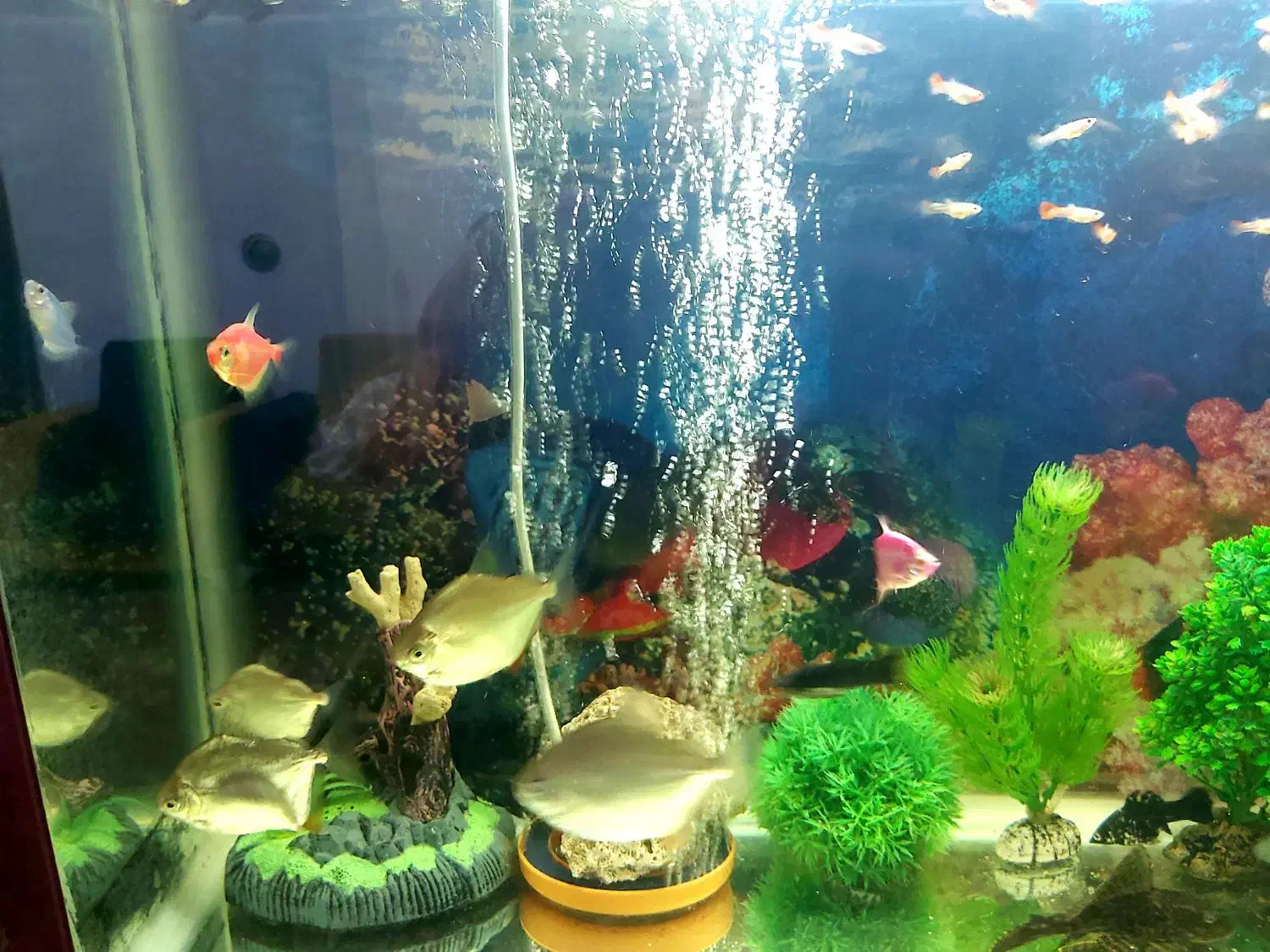 ماهی آکواریومی گیاه خوار و غاز|ماهی|مرودشت, دولت آباد|دیوار