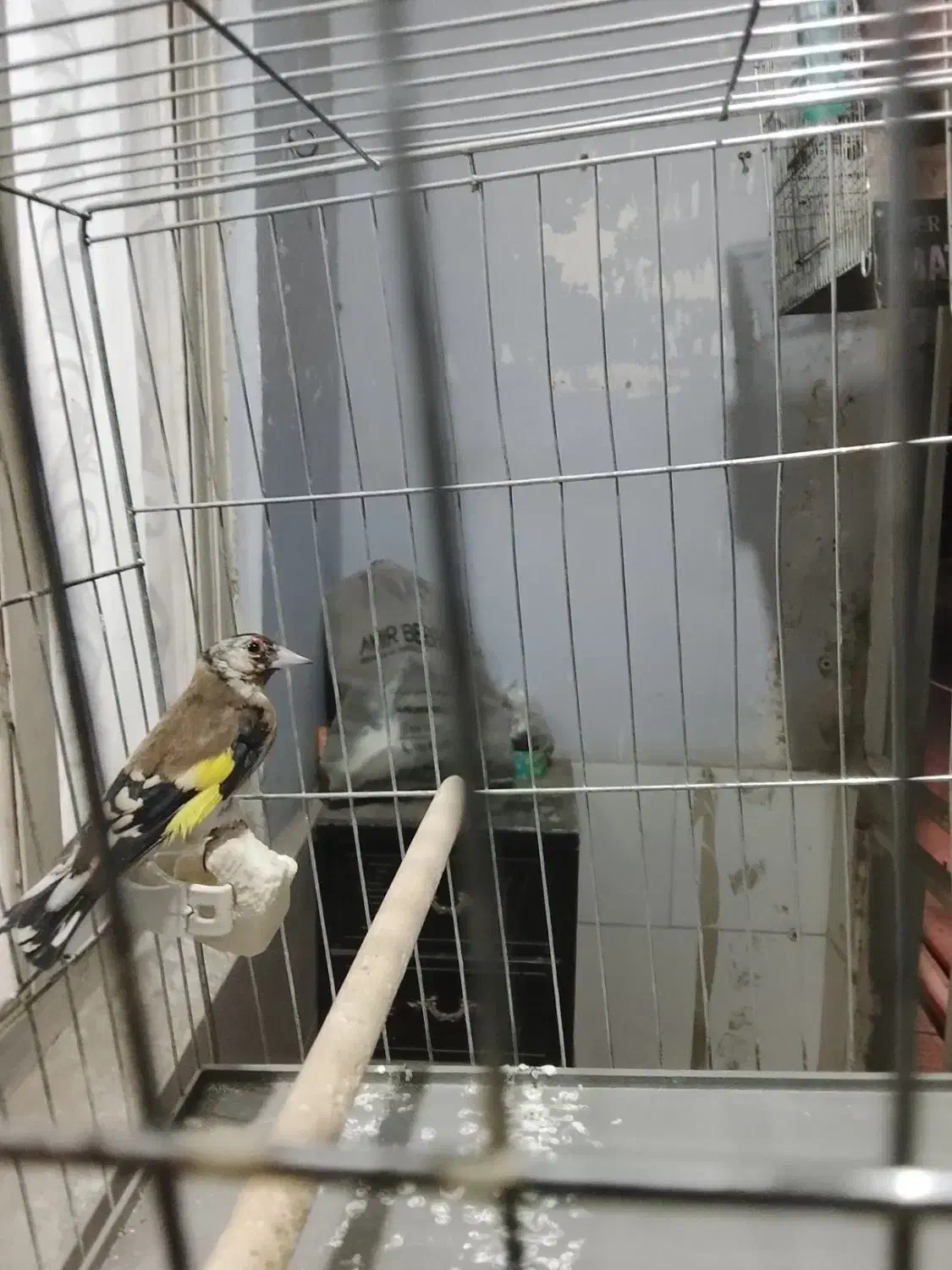 سهره|پرنده|محمدشهر, محمدشهر|دیوار