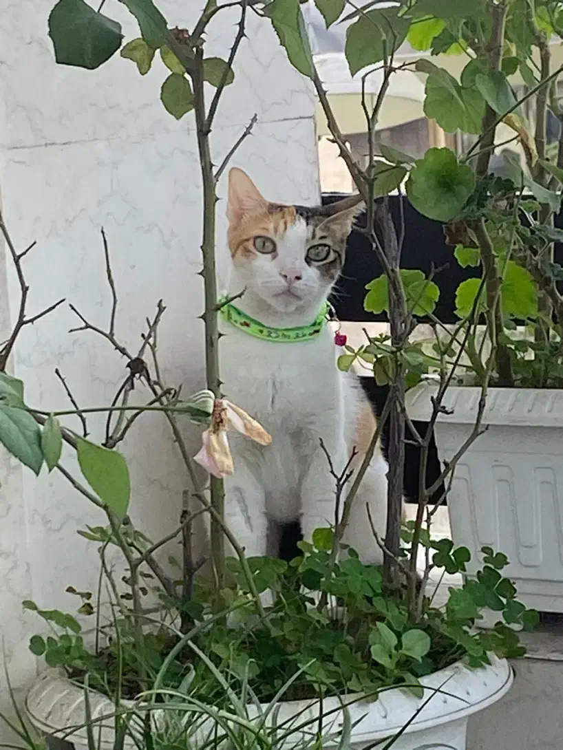 گربه ی ماده یکساله|گربه|رشت, گلسار|دیوار