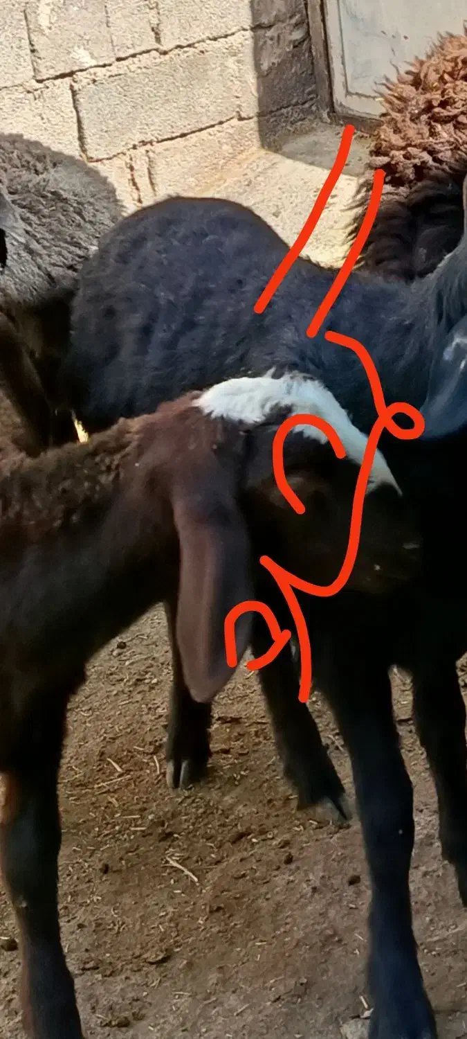 گوسفند امروز تو چهارشنبه بازار گمشده|حیوانات مزرعه|شاهین دژ, |دیوار