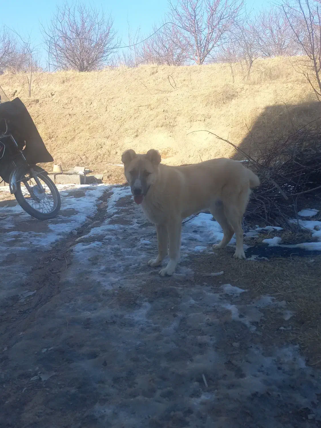 سگ فروشی|سگ|مراغه, |دیوار