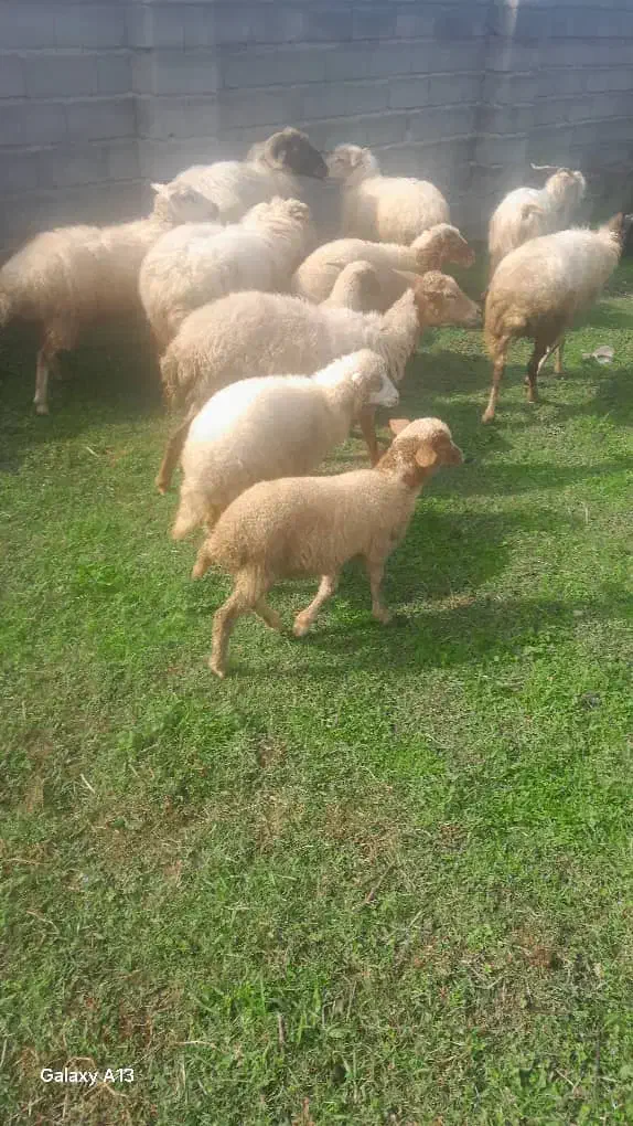 گوسفند زنده|حیوانات مزرعه|رشت, سیا اسطلخ|دیوار