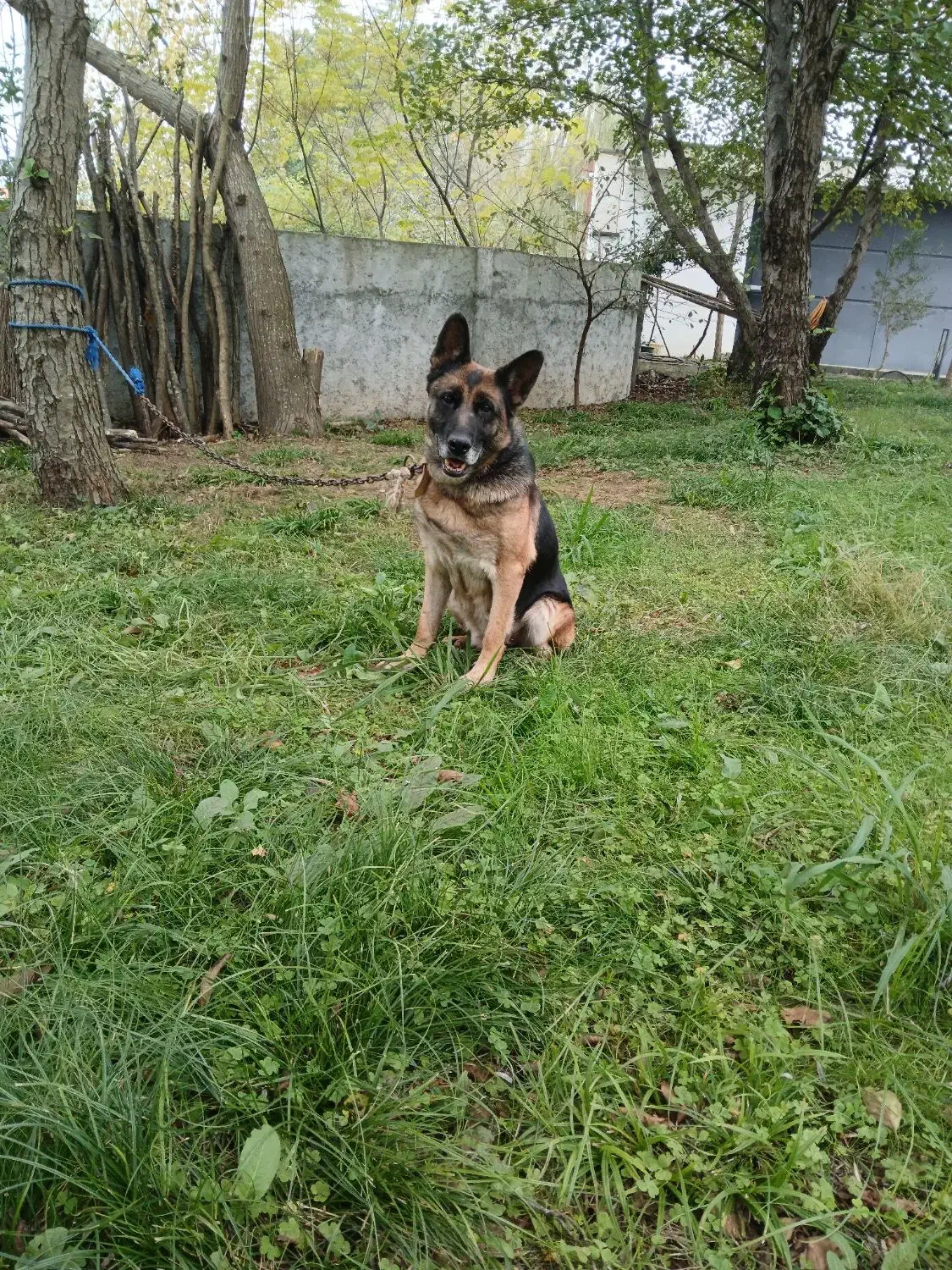 ژرمن گرگی|سگ|عباسآباد, |دیوار