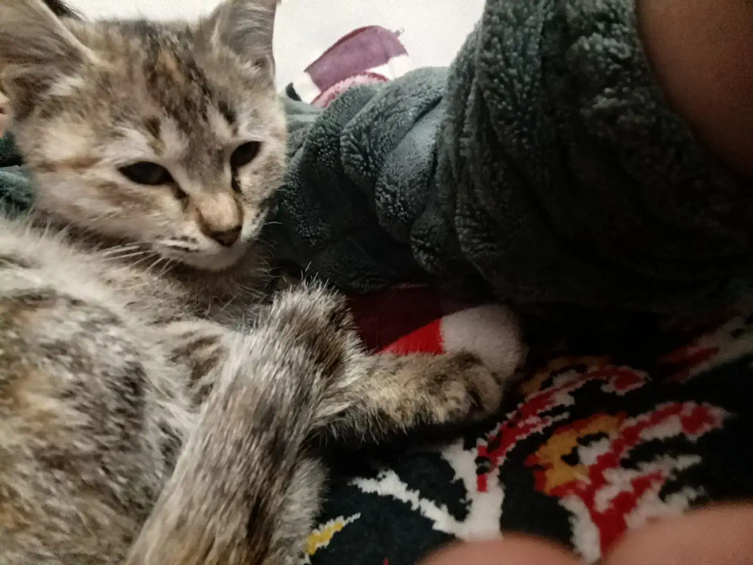 واگذاری گربه کاملا اهلی و آروم|گربه|ساوه, |دیوار