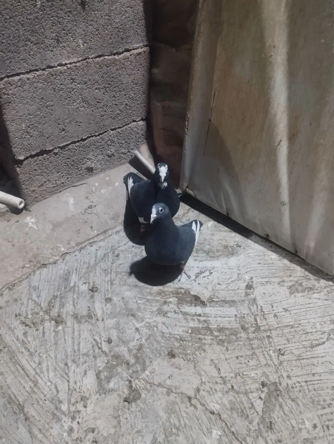 کفتر|پرنده|کرمان, |دیوار