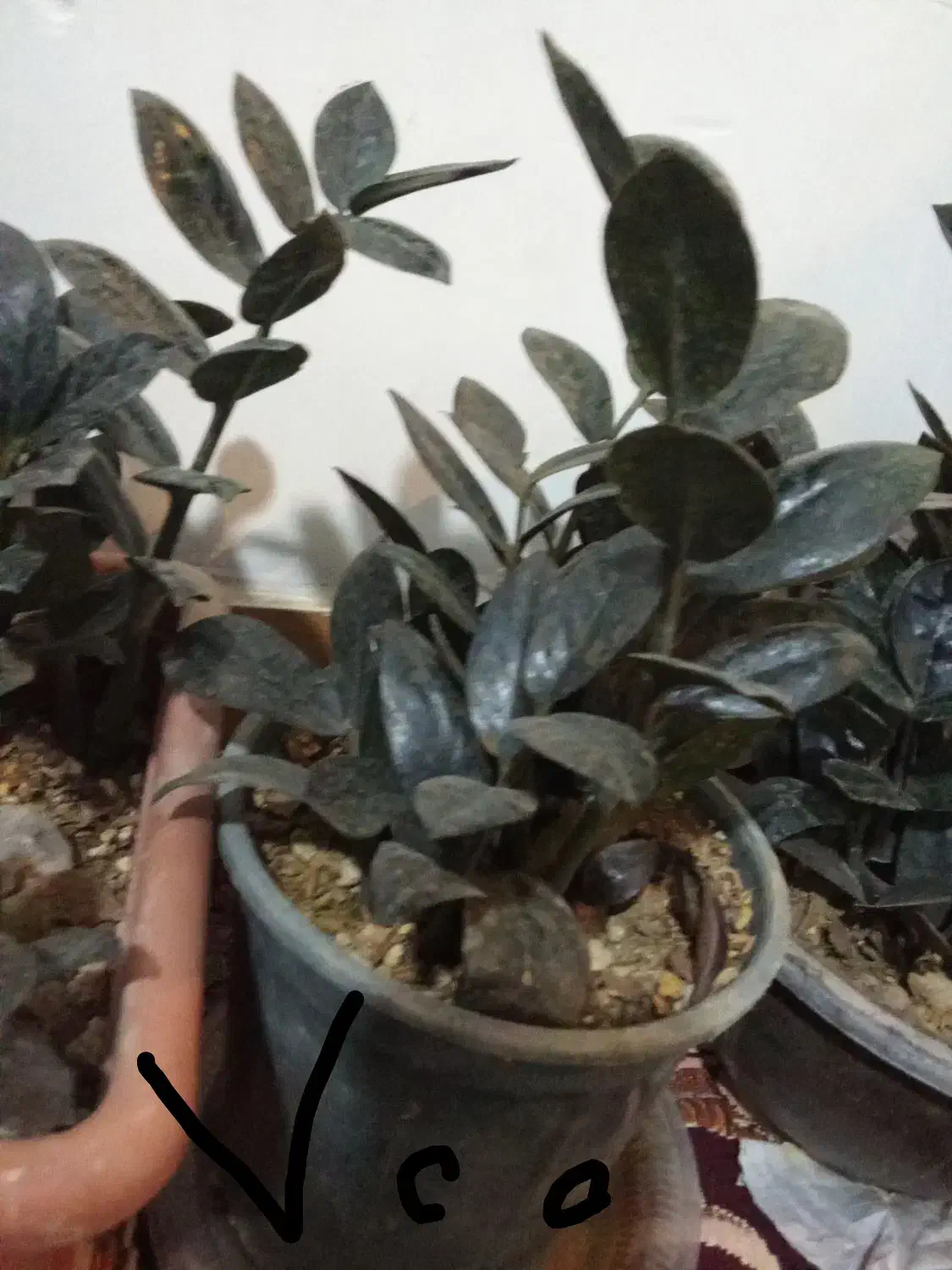 زاموفیلیابلک|گل و گیاه طبیعی|گلپایگان, |دیوار