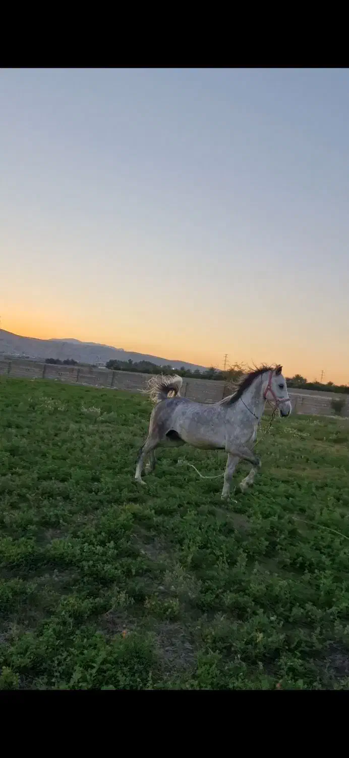 اسب|اسب و تجهیزات اسبسواری|یاسوج, |دیوار