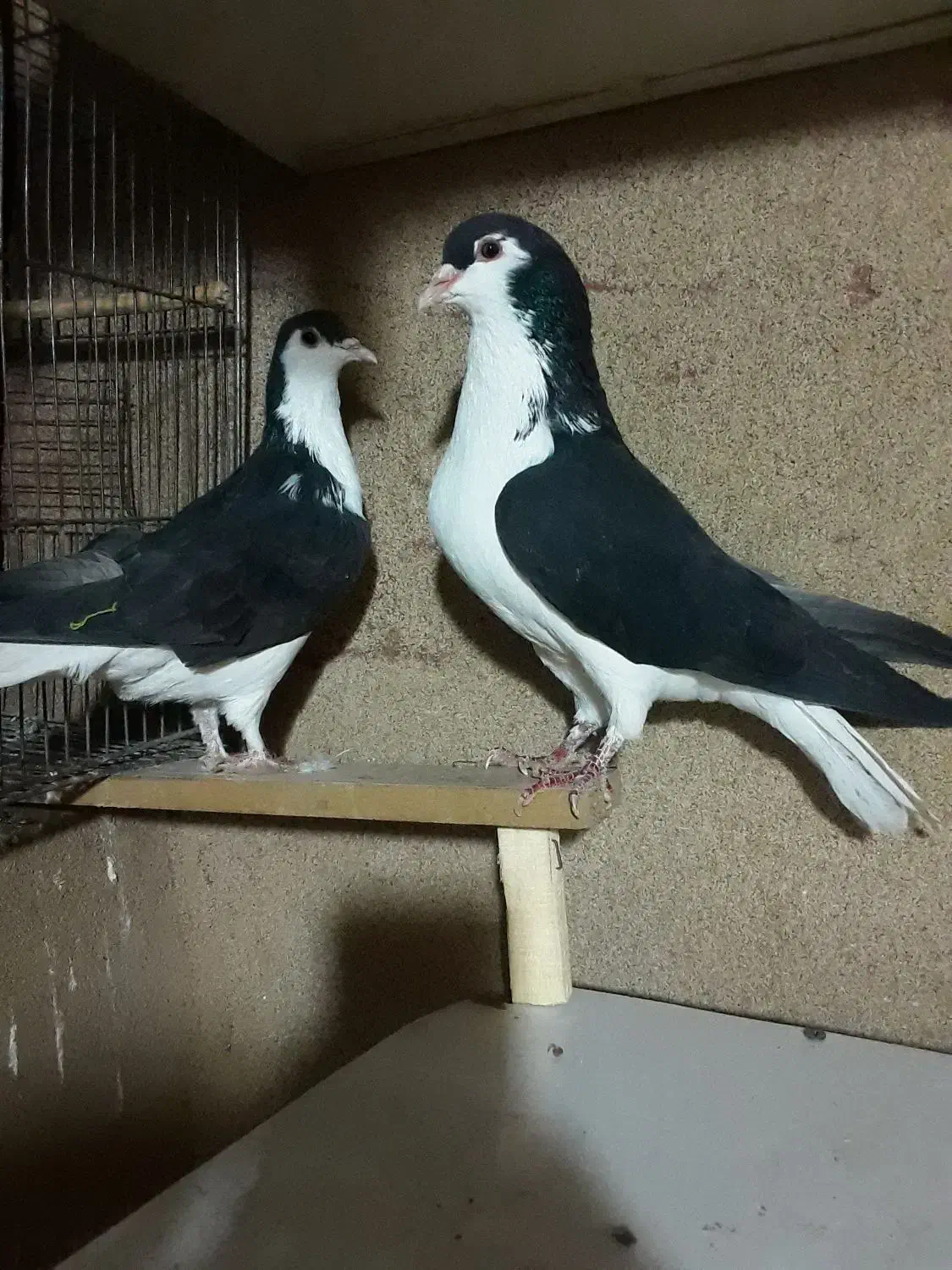 یه جفت چادری دم تخم|پرنده|تهران, شهرک آزمایش|دیوار