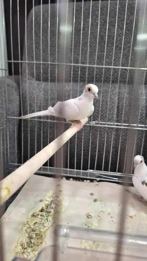 فنج سفید|پرنده|قم, آلوچو|دیوار