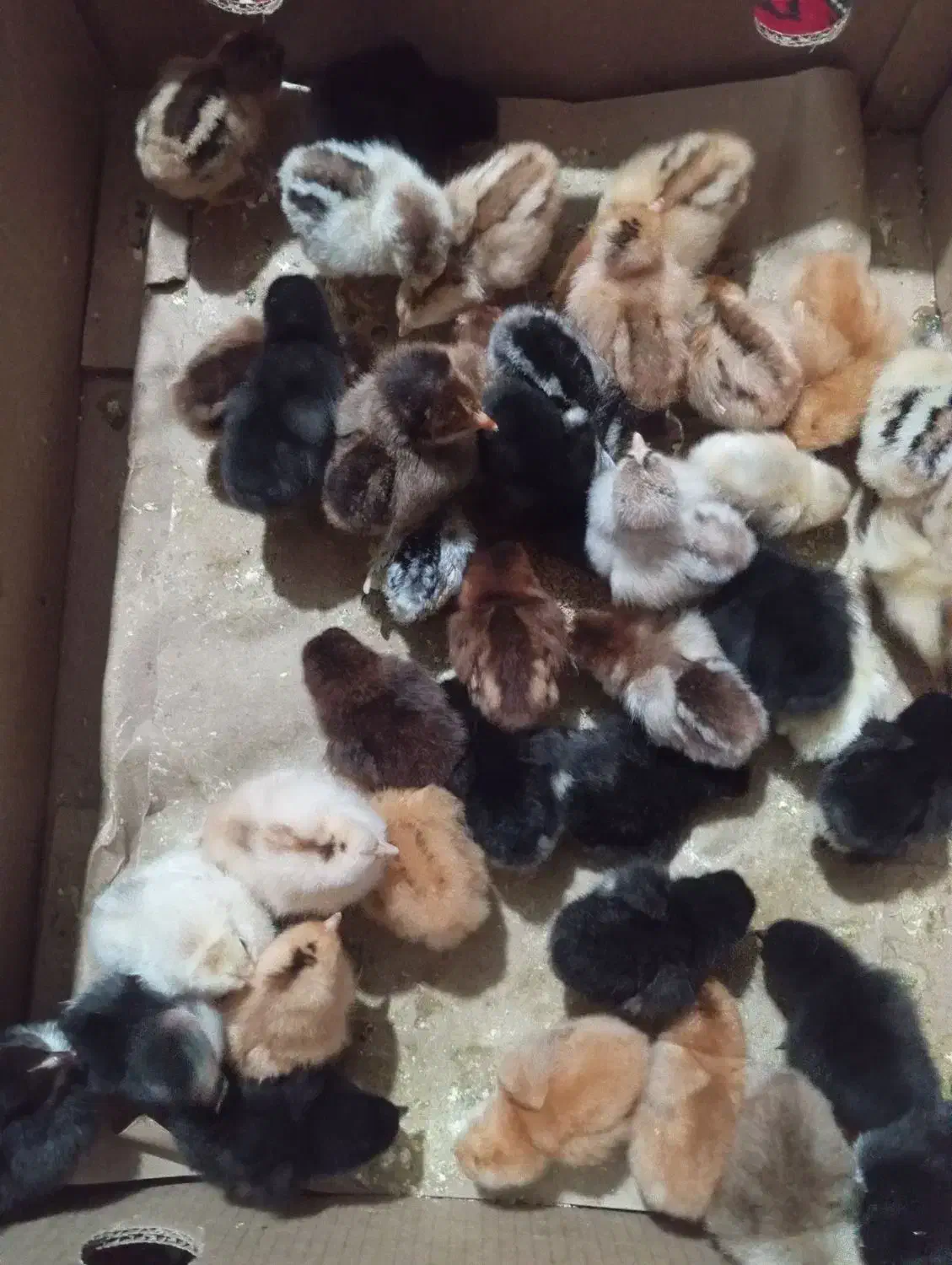 جوجه محلی وجوجه گردن لخت وجوجه برهما|حیوانات مزرعه|نکا, |دیوار