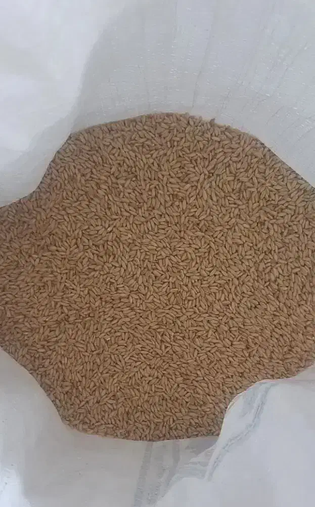 گندم بذری دیم|عمدهفروشی|فرمهین, |دیوار