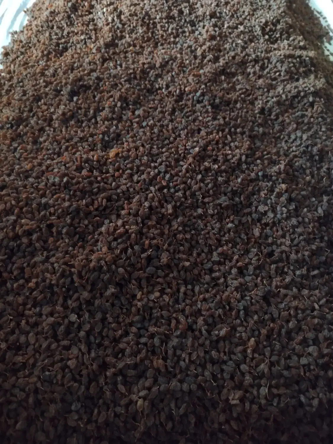 کشمش اعلا|خوردنی و آشامیدنی|بناب, |دیوار