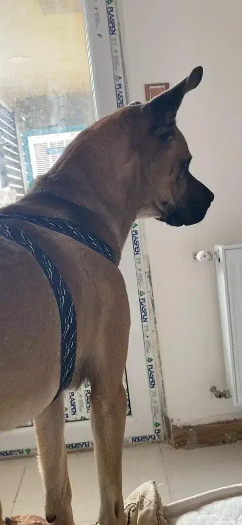 سگ گمشده|سگ|صدرا-فارس, فاز ۱|دیوار