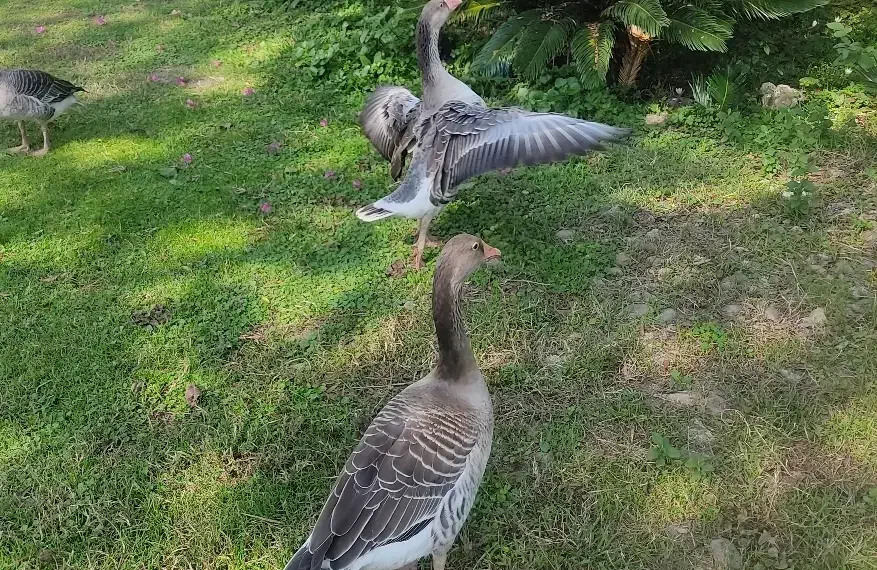 غاز نمایی زیرقیمت|حیوانات مزرعه|فومن, |دیوار