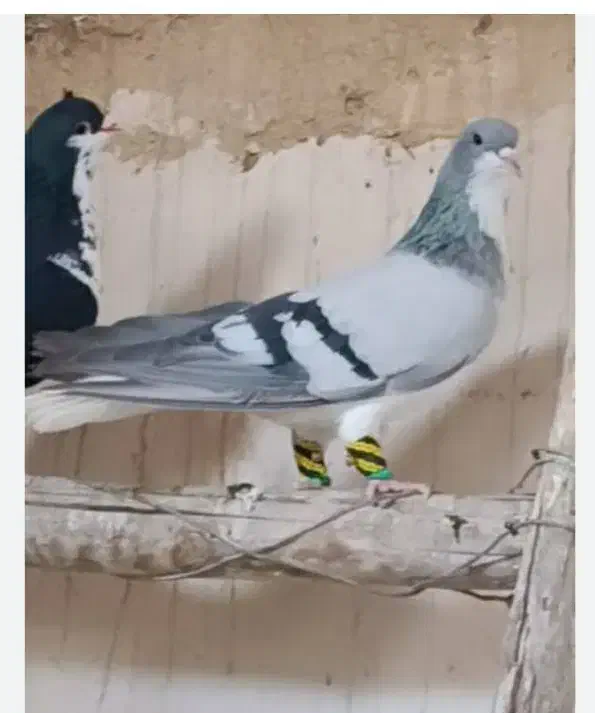 شیرازی|پرنده|ایذه, |دیوار