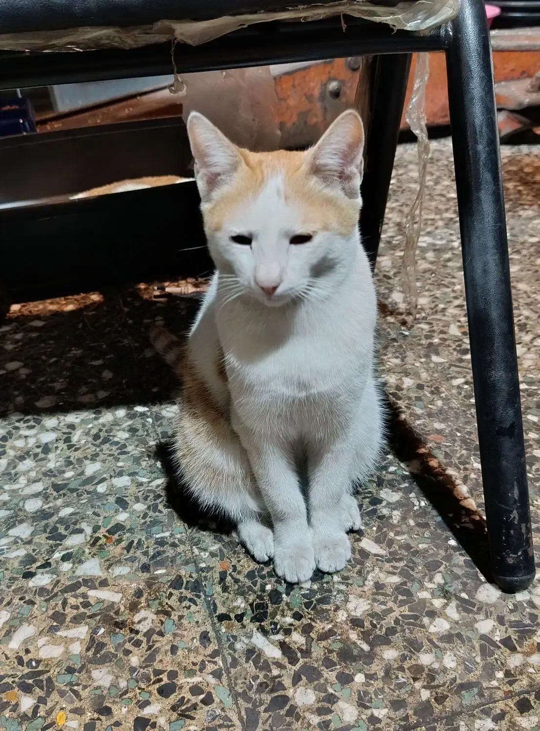 گربه خانگی پیدا شده|حیوانات|رشت, استادسرا|دیوار