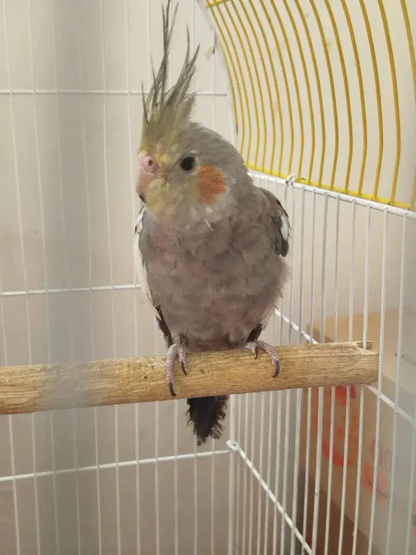 عروس هلندی|پرنده|آبادان, |دیوار