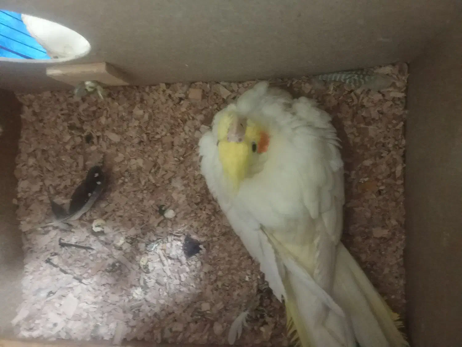 عروس هلندی|پرنده|یزد, |دیوار