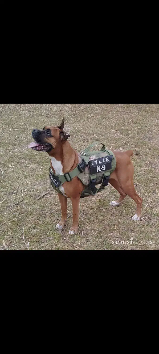 سک گمشده|حیوانات|چهارباغ, |دیوار