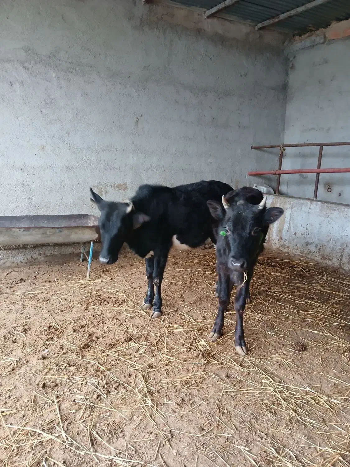 دوتا گوساله ماده|حیوانات مزرعه|گمیشان, |دیوار