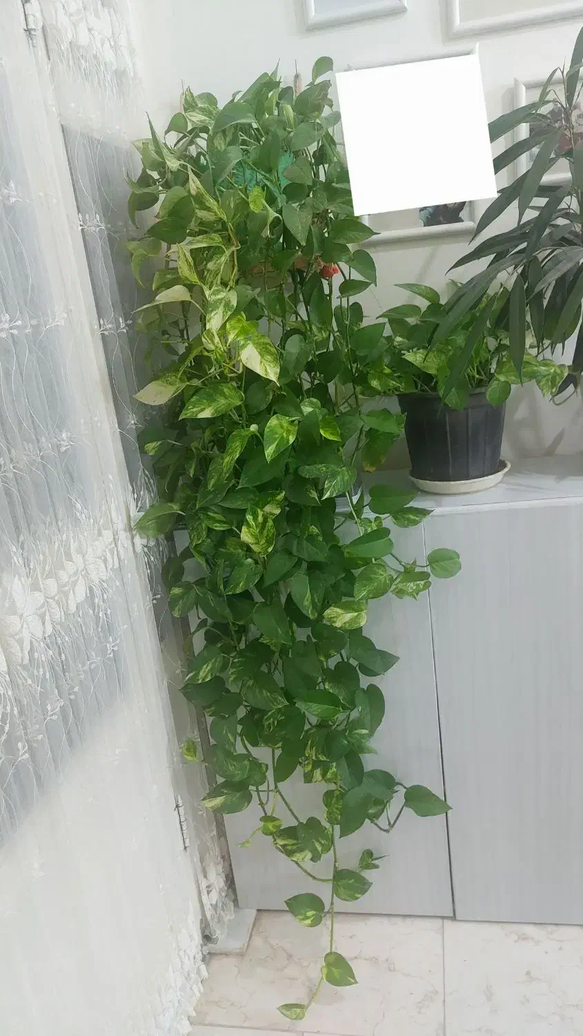 گلها فروشی سالم کاشمر|گل و گیاه طبیعی|کاشمر, |دیوار