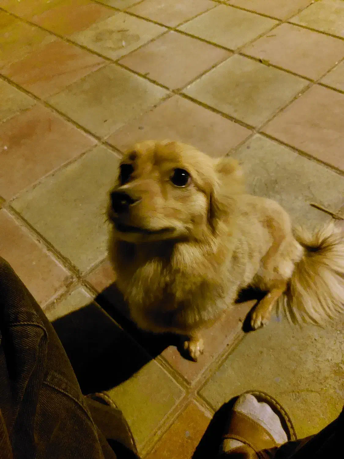 سگ اشپیتز روباهی گمشده،|سگ|کرمانشاه, |دیوار