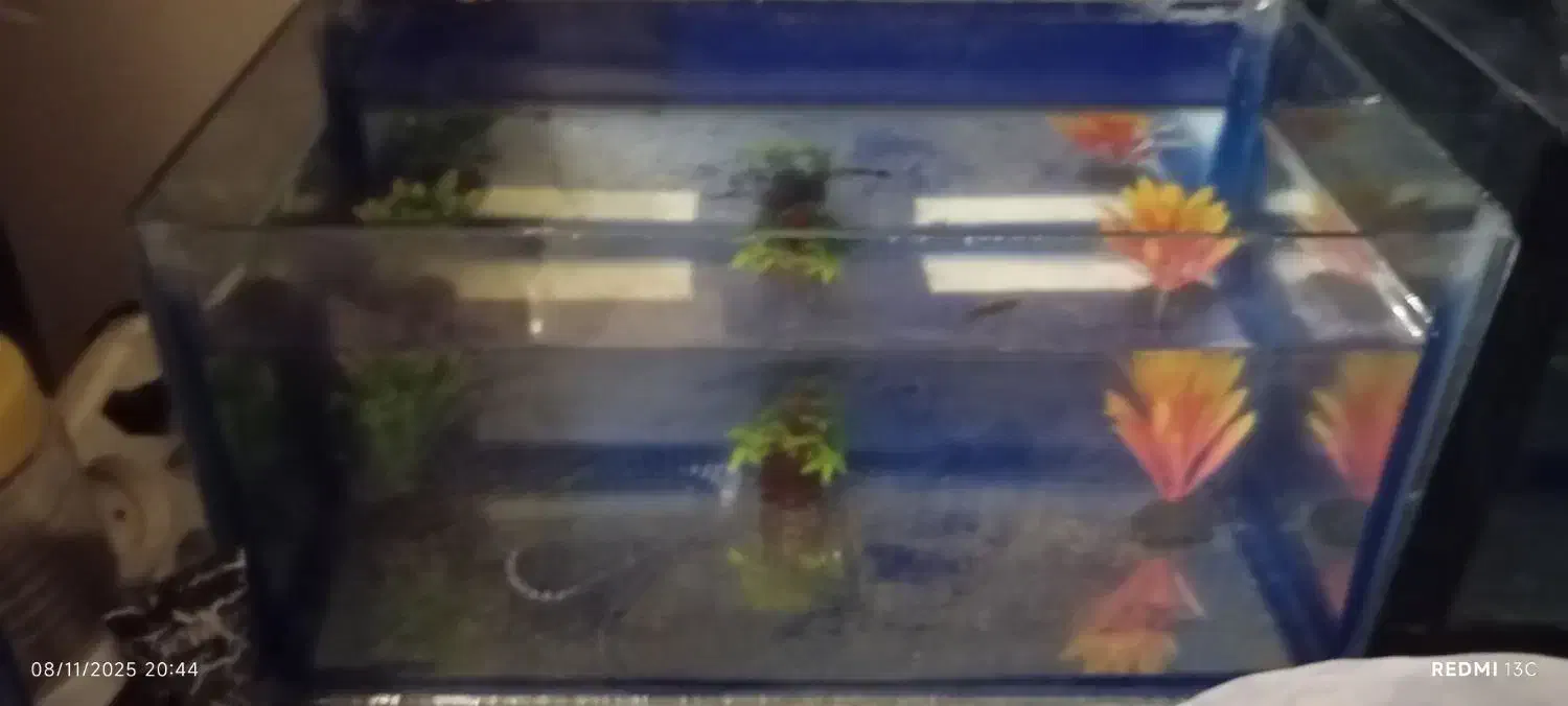 دو عدد آکواریم ویک عدد اکسیژن|ماهی|شیروان (لرستان), |دیوار