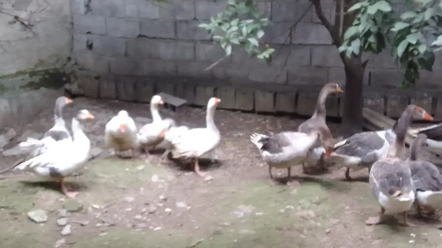 شب یلدا ،اردک و غاز سفید|حیوانات مزرعه|قائمشهر, |دیوار