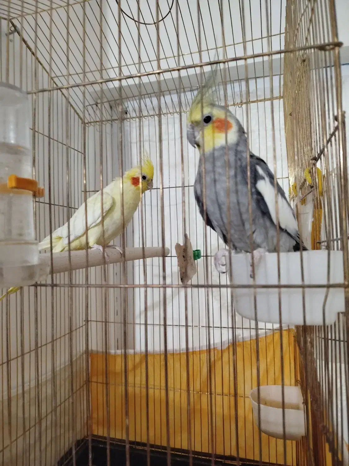 عروس هلندی نر وماده،مولد|پرنده|سهند, |دیوار