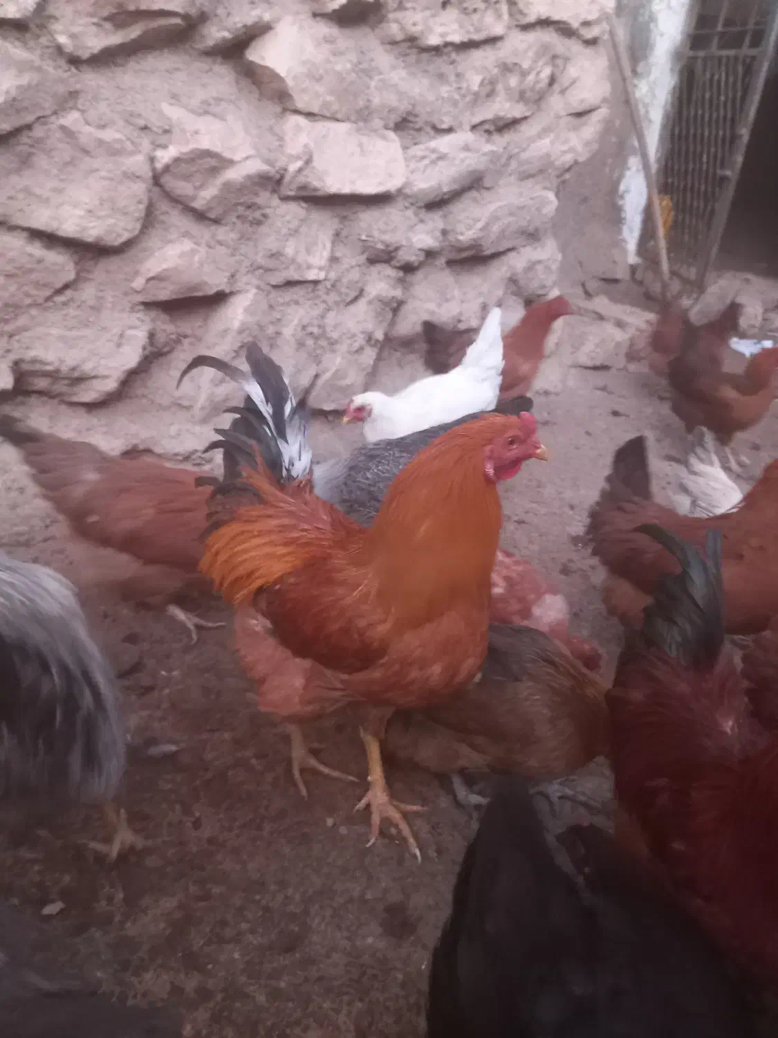 مرغ و خروس|حیوانات مزرعه|محلات, |دیوار