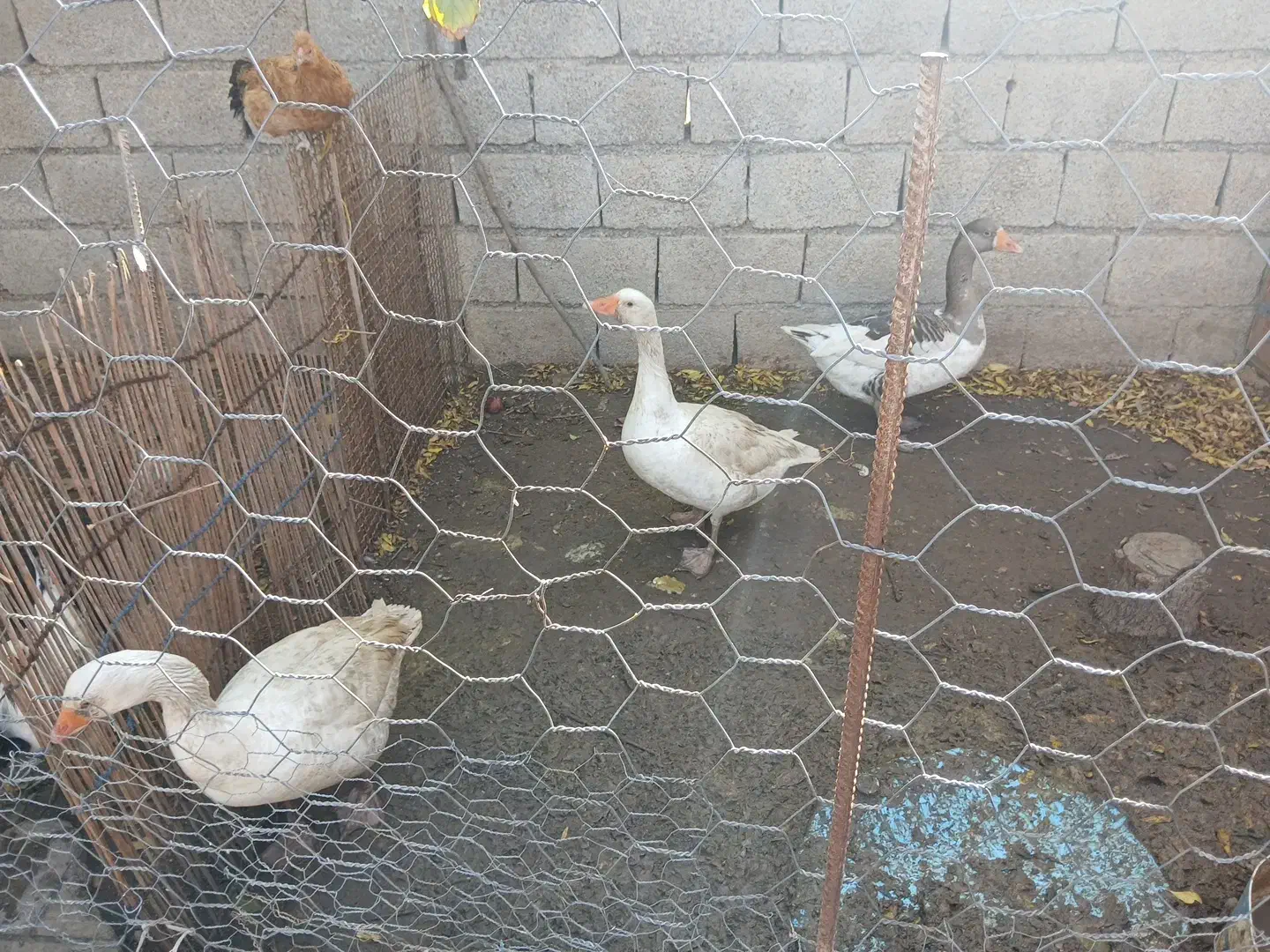 غاز|پرنده|دره شهر, |دیوار