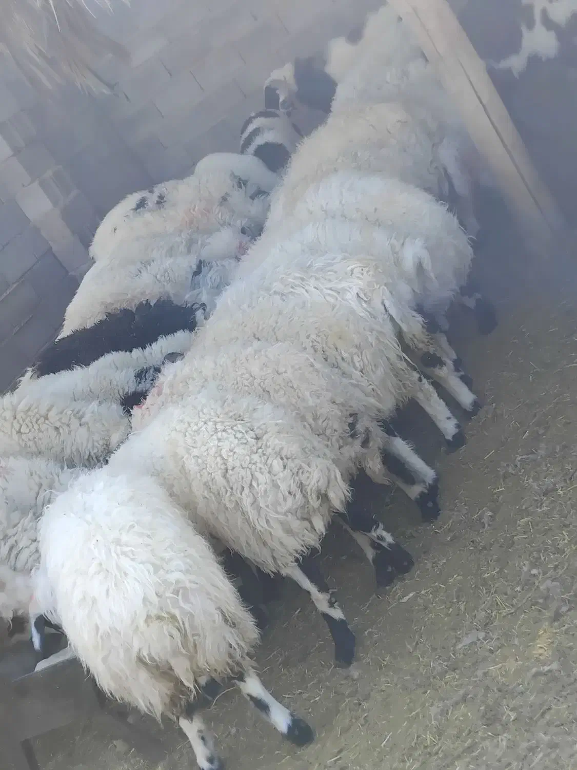 ۸۰ تا تا بره ۴۰ کیلویی فروشی|حیوانات مزرعه|شهر بابک, |دیوار