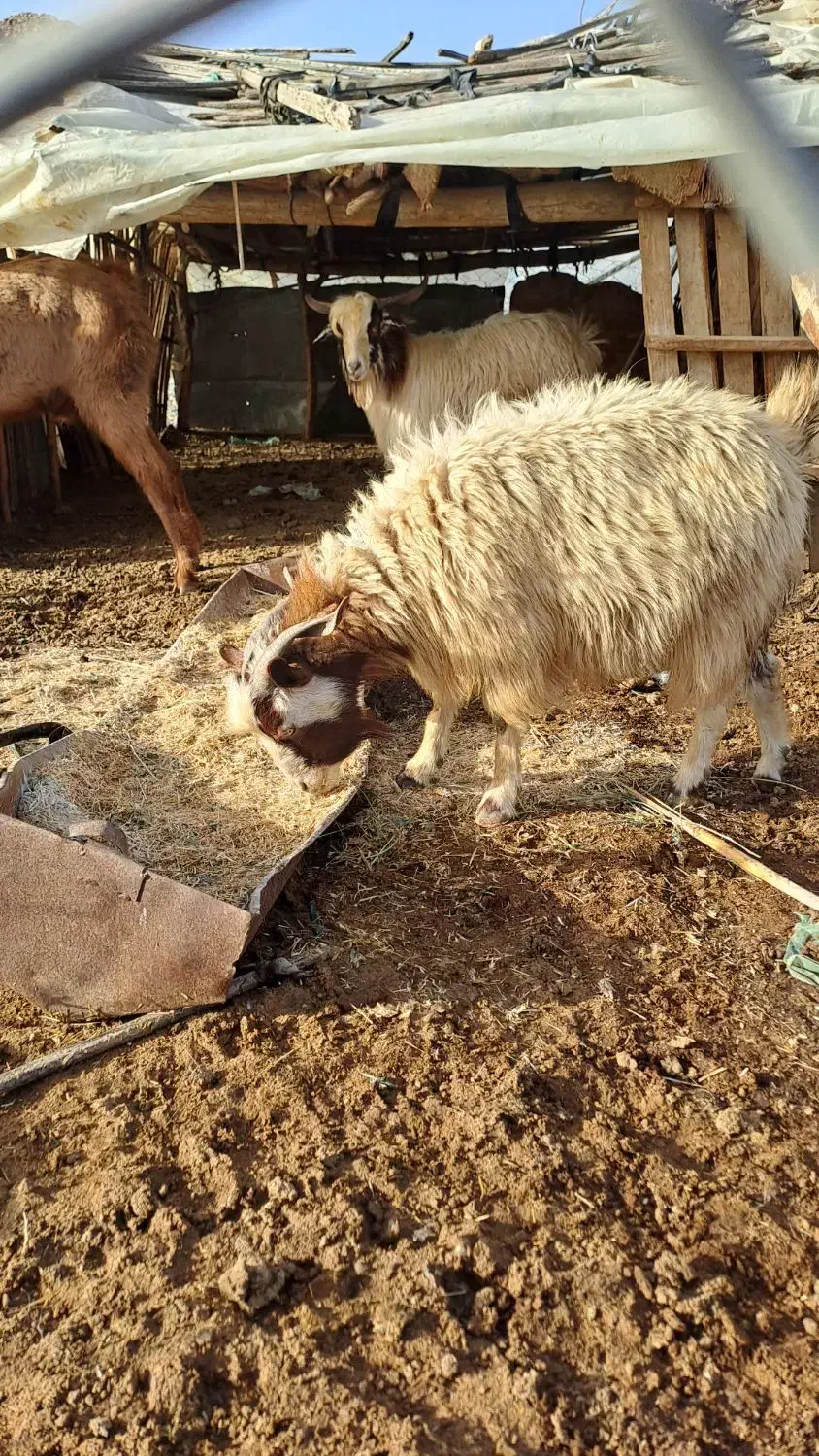 کره چپش|حیوانات مزرعه|کهنوج, |دیوار