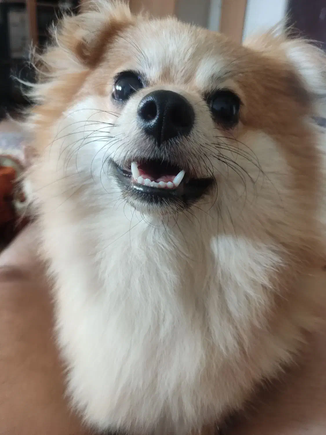 سگ پامرین روباهی|سگ|رشت, جماران|دیوار