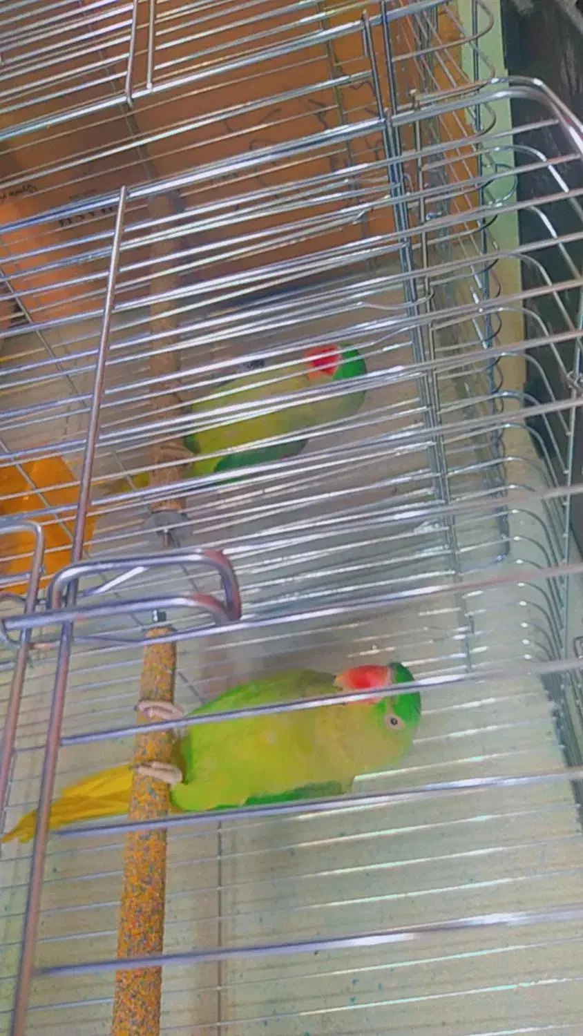 شاه طوطی و ماده ملنگو|پرنده|محمدبار, |دیوار