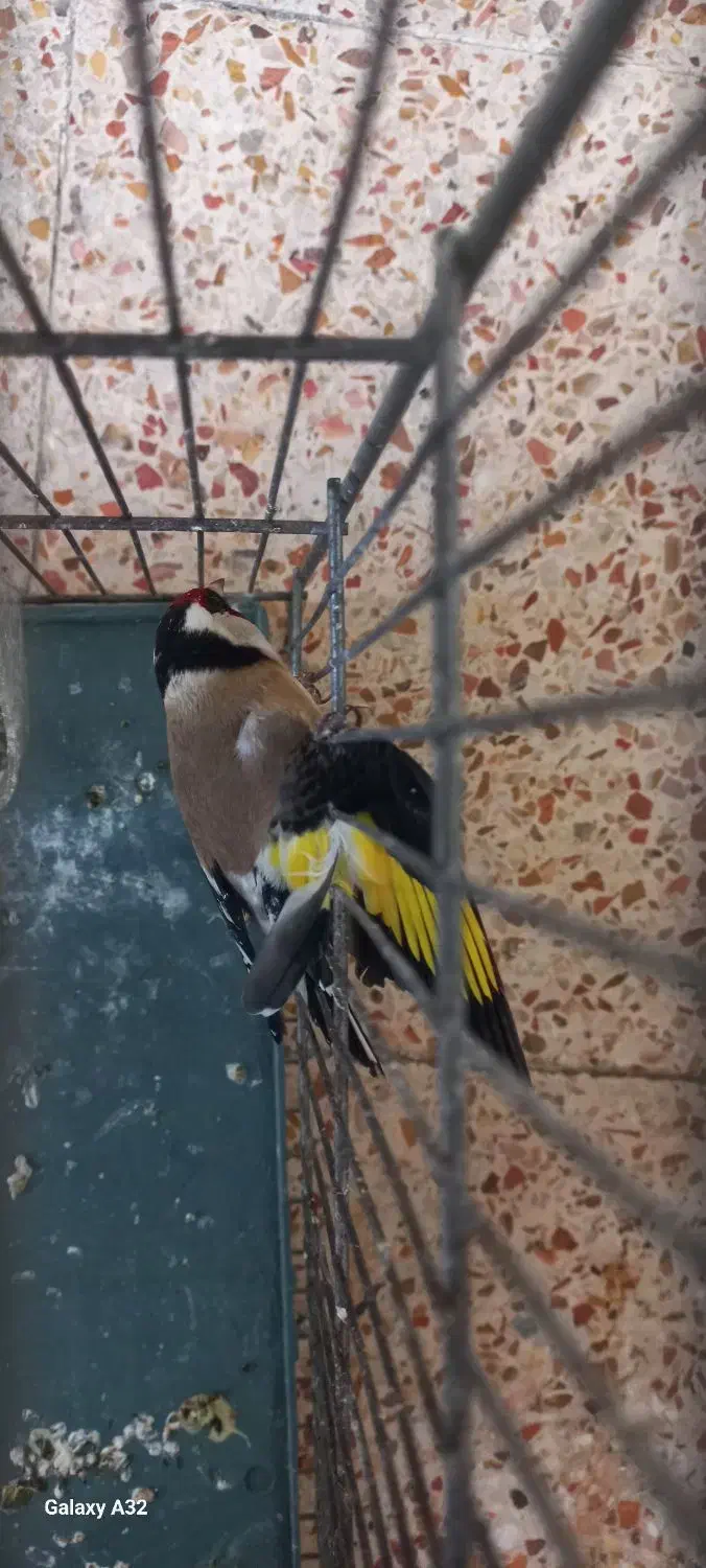 سهره زرد|پرنده|دزفول, |دیوار