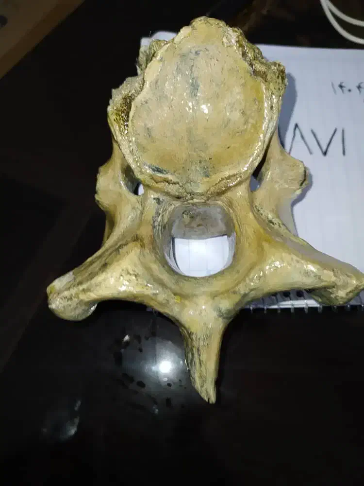 اشیاءعتیقه|کلکسیون اشیاء عتیقه|صدرا-فارس, فاز ۱|دیوار