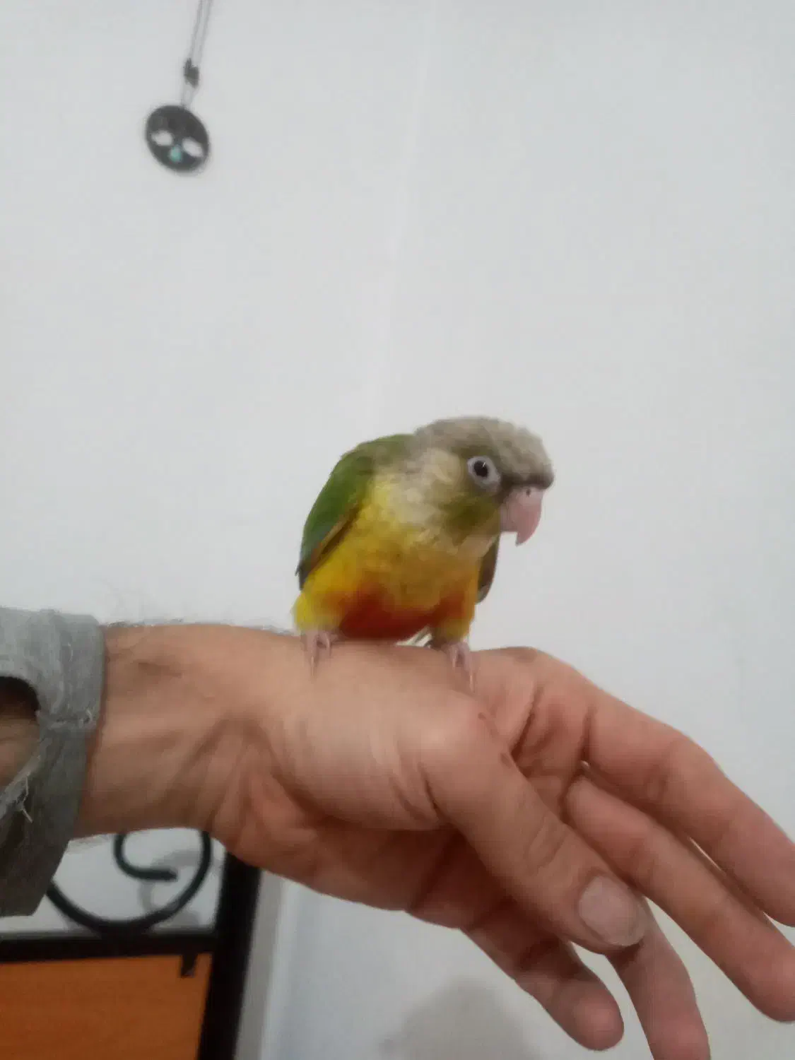 طوطی گرینچیک|پرنده|رشت, کوی فکوری|دیوار