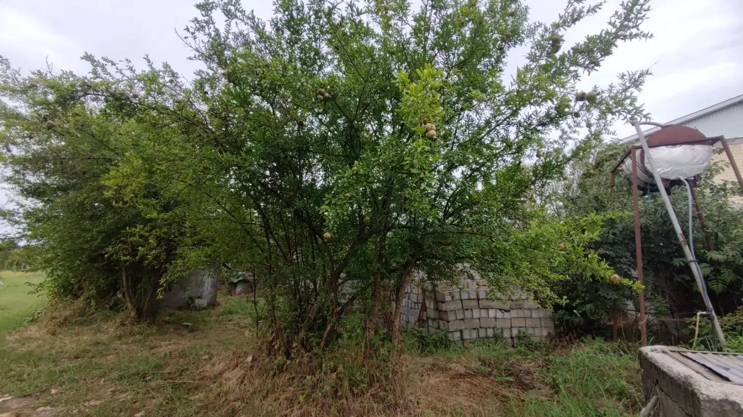 500 متر زمین مسکونی|فروش زمین و ملک کلنگی|رضوانشهر, |دیوار