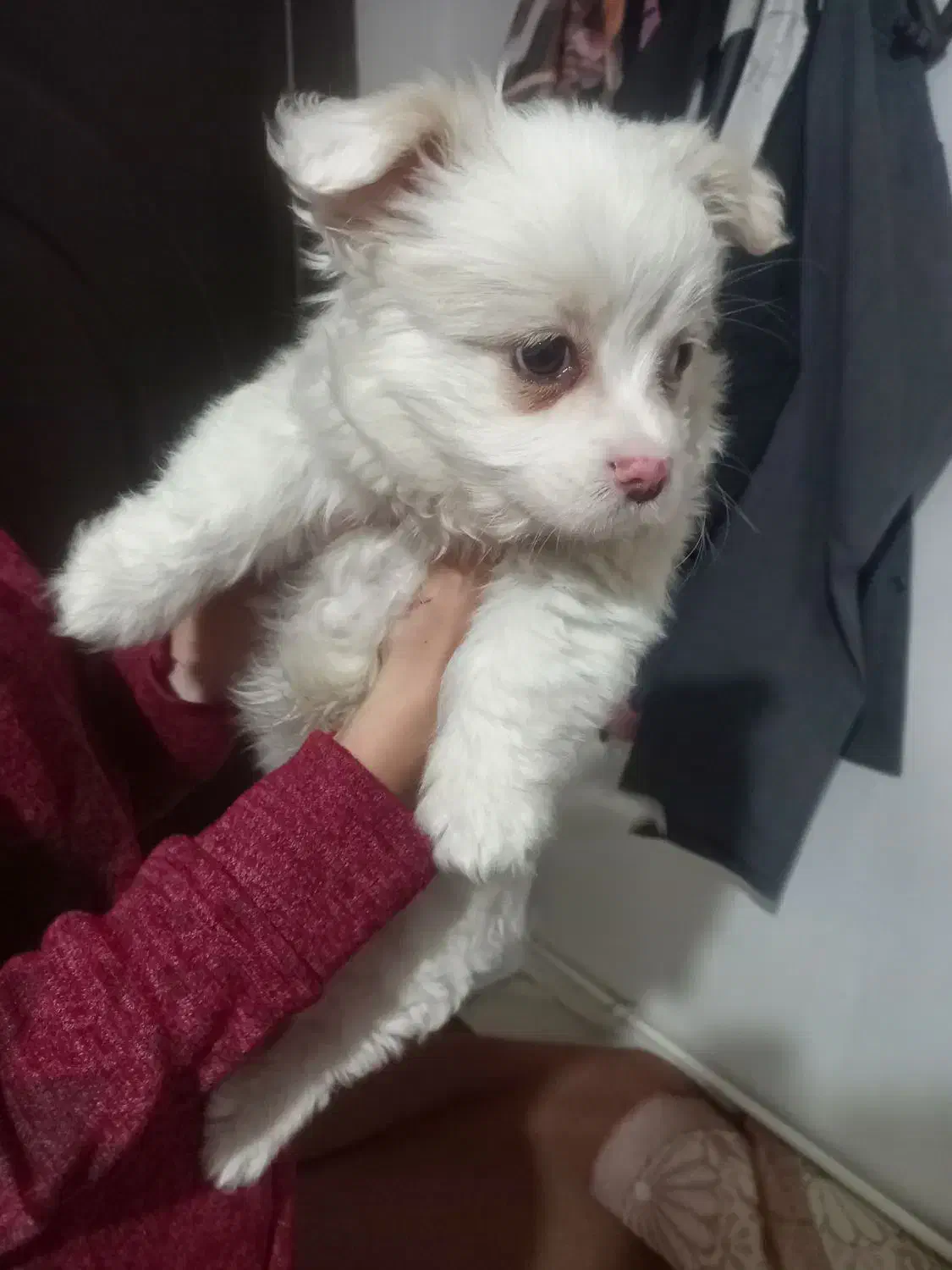 سگ شیتزو|سگ|بناب, |دیوار