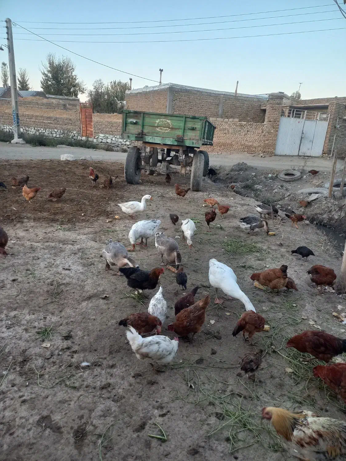 غوغا گاز و مرغ|حیوانات مزرعه|خوی, |دیوار